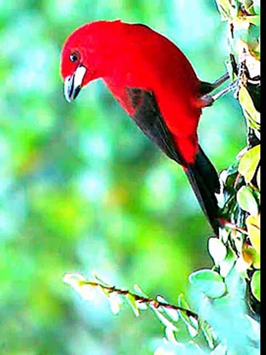 Documentario tie sangue.Aves do brasil -camburi-sp..wmvTubetrafficmembership.com"
