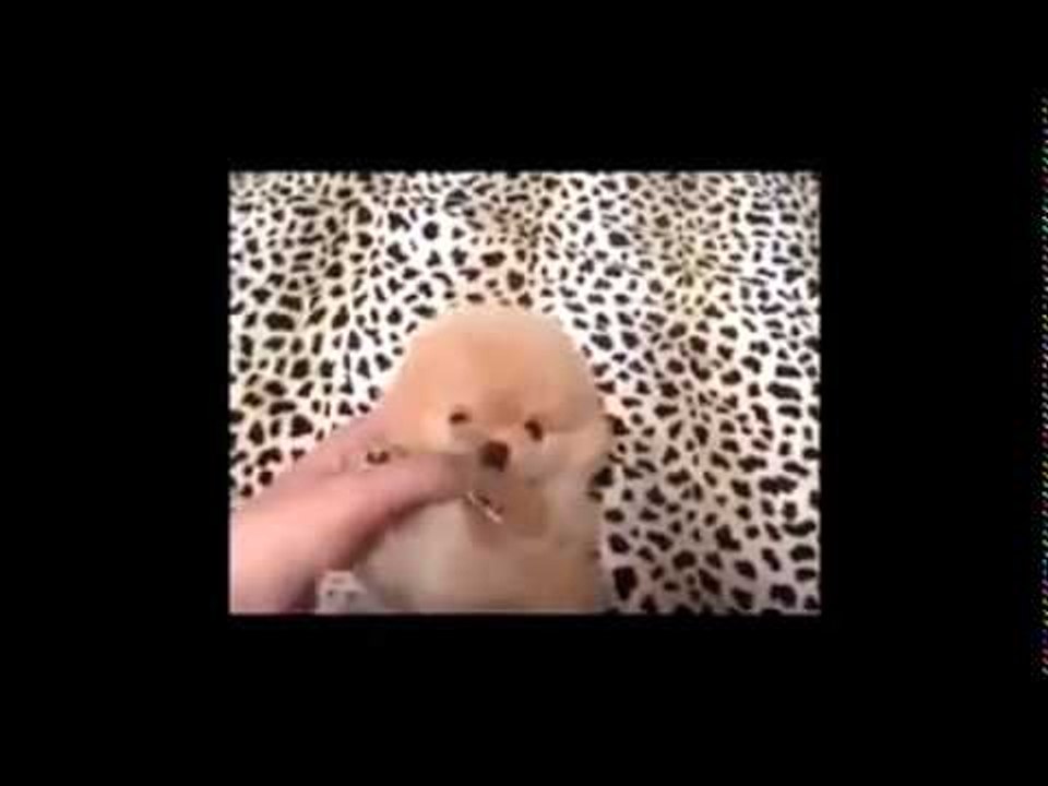 I MUST HAVE ONE NOW!!