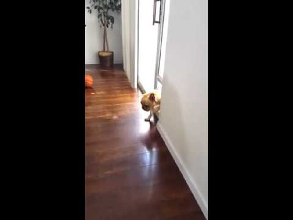 Guilty French bulldog avoids an awkward situation