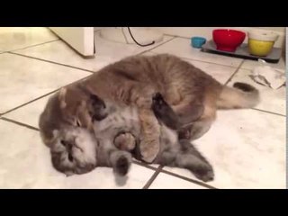 Beat Baldwin Cleaning - This might be too cute for your eyes