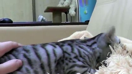 Мурлыкающий котёнок