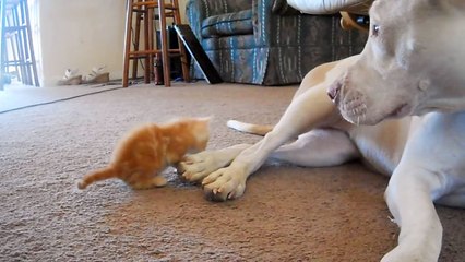 cute kitten with pitbull