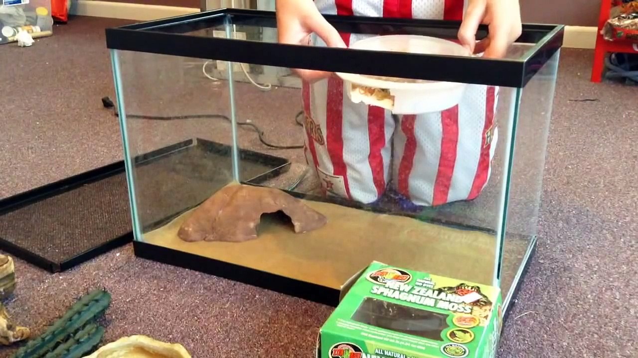 Leopard Geckos How To Setup A Basic Leopard Gecko Habitat!