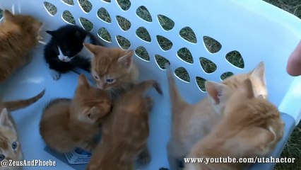 Basket of Meowing Kittens