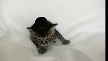 Kitten Wearing a Tiny Hat - Audition Outtakes