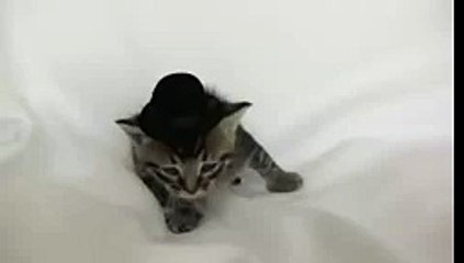 Kitten Wearing a Tiny Hat - Audition Outtakes