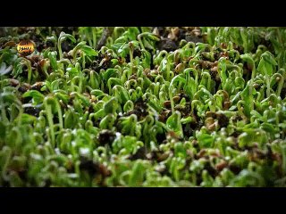 القدوس: (المنزه عن الغفلة ، عن كل نقص والبعيد عن التقصيرة والأخطاء).