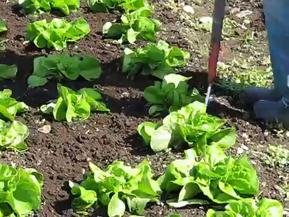 How to Use Johnnys Collinear Hoe