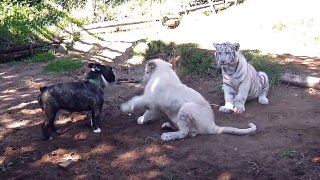 Lion vs Tiger,Crocodile,Buffalo Fight To Death