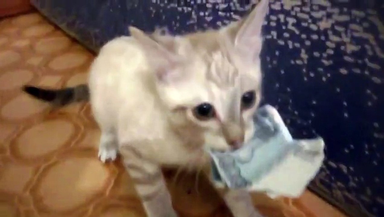 Best of Fails Compilation FUNNY VIDEOS ACCIDENTS Money maker cat fail for compilation