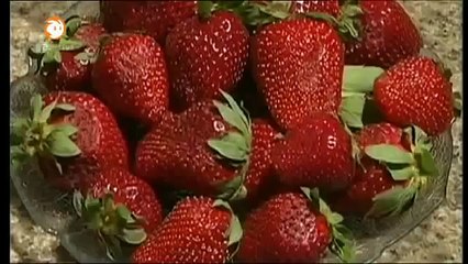 Löwenzahn 231 Schimmel Pelziger Besuch