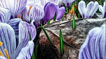 Hip Hop Happy Spring