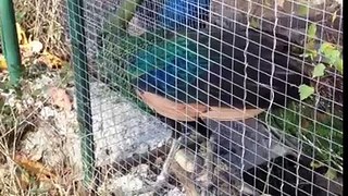pavo muticus-green pavo Bulgaria