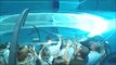 Mermaid Show In Worlds Deepest Pool Y 40