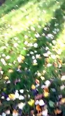 DAILYMOTION PROMENADE DE ROMEO