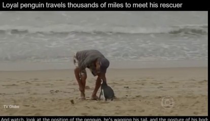 Un manchot nage 8000 kilomètres chaque année pour retrouver son sauveur