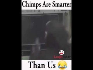 Chimps are smarter than us - MIND BLOWN !!