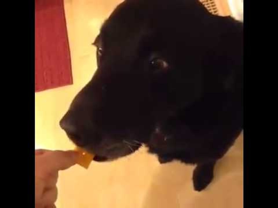 Gentle Dog Haha