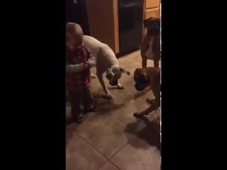 3 Dogs, Baby Boy And A Laser Pointer  What Happen Next Make You Smile