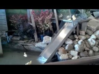 Water Park For Ducks  So Cute