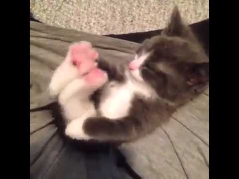 Cuteness Level Over 9000