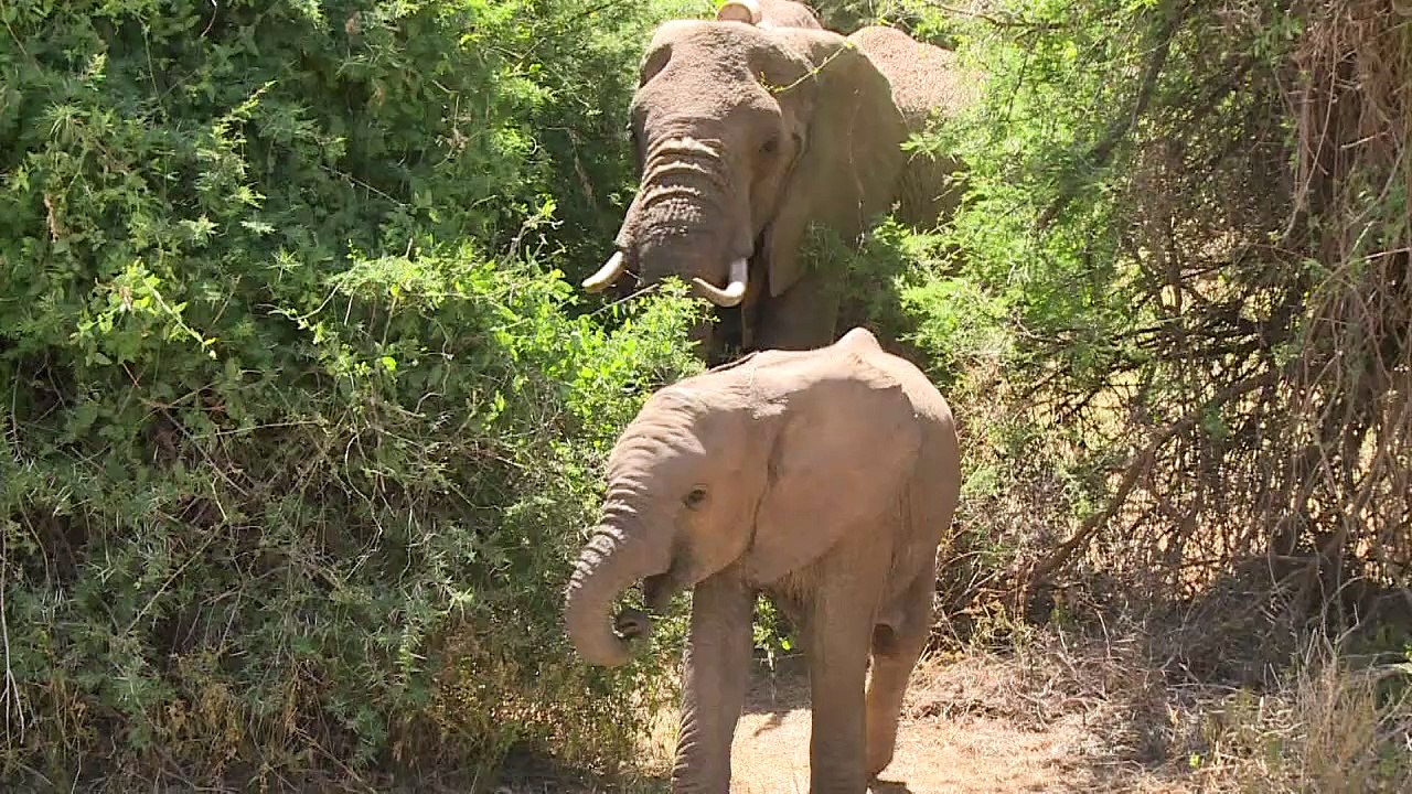 Spürhunde gegen elfenbeinschmuggler