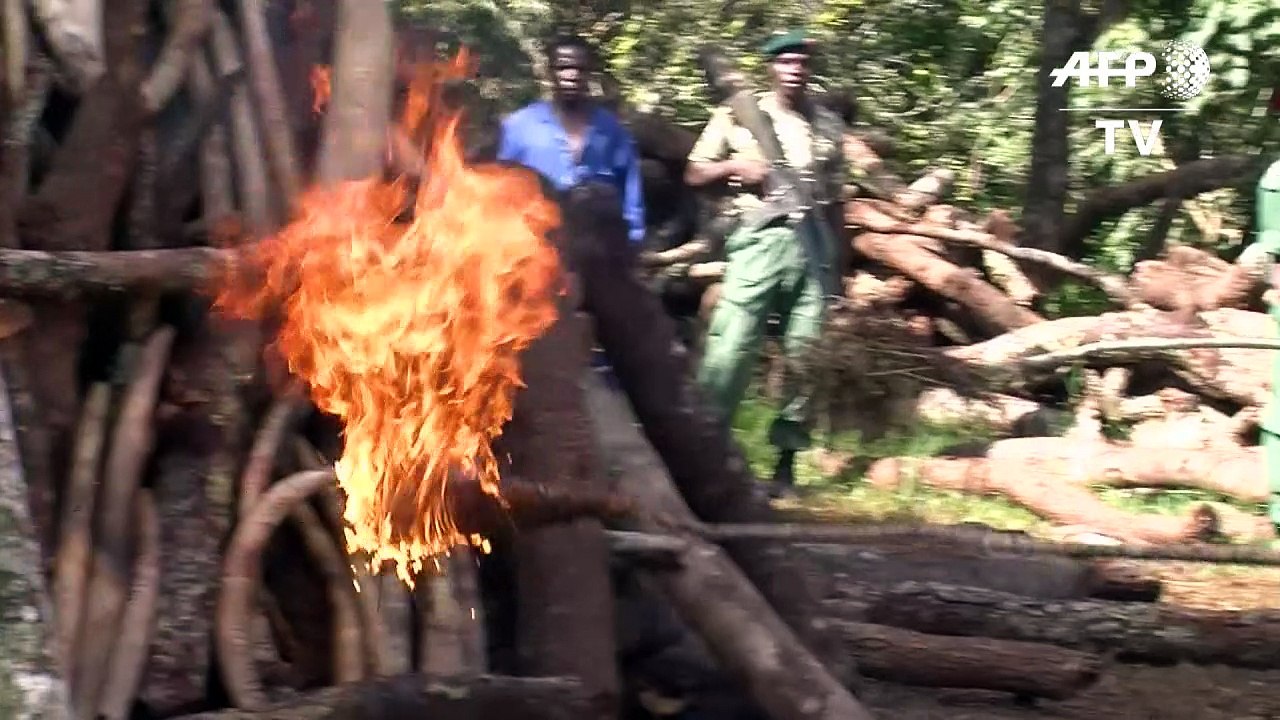 Malawi burns 2.6 tonnes of ivory smuggled from Tanzania