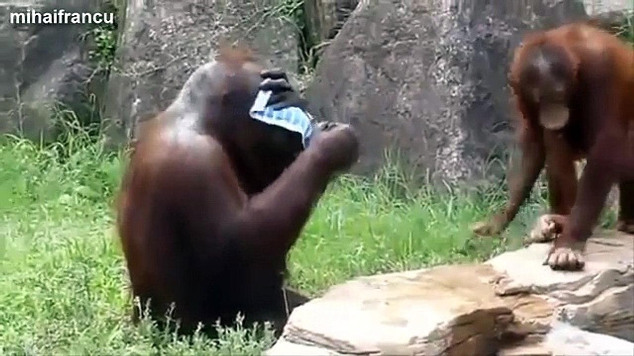 Top 10 Funny Monkey Videos Compilation 2015 [NEW]