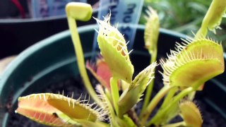 Venus Flytrap - Carnivorous Killer plants - Venusfliegenfalle - Kjötætuplanta - Pottaplanta