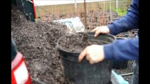About Potting trees for Spring Sales at HH Farm