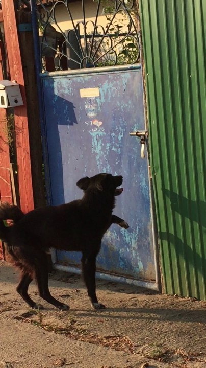Dog Opens Door By Himself!
