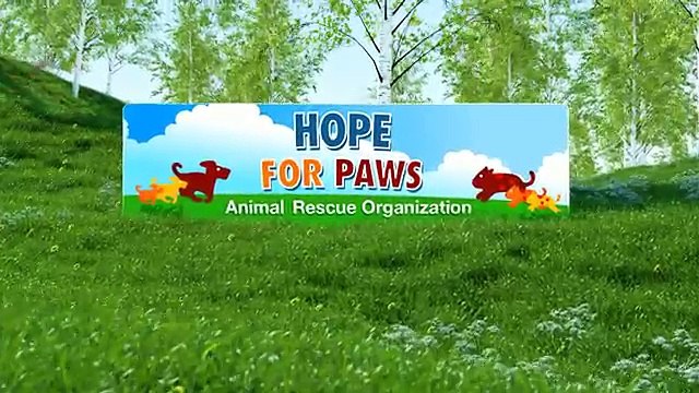 Salvataggio dei cani: abbandonati a oltre 2000 metri di altezza, vengono salvati. I soccorsi scoprono anche dell'altro..