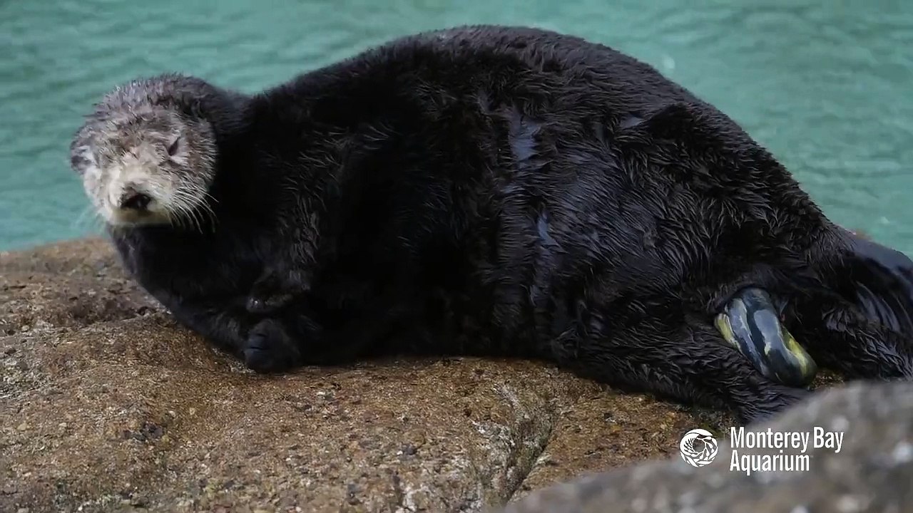 Impresionante Nacimiento De Una Nutria Salvaje