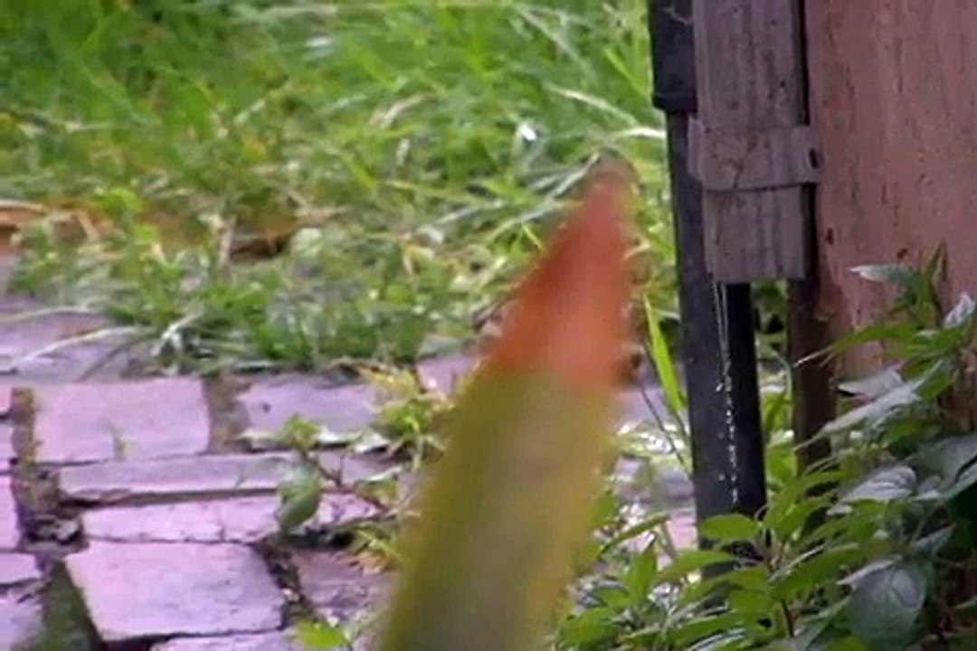 Panasonic AG-DVX100B Test DOF and Shutter