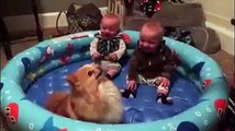 Adorable twin babies are crying with laughter over funny Pomeranian