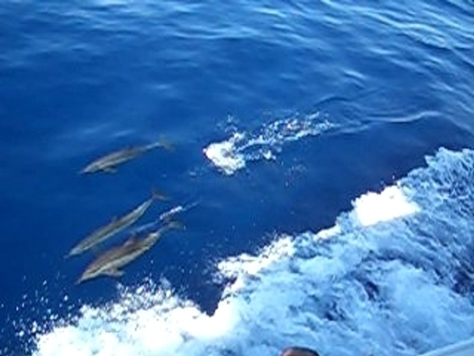 Dauphins - Safaga (Egypte)