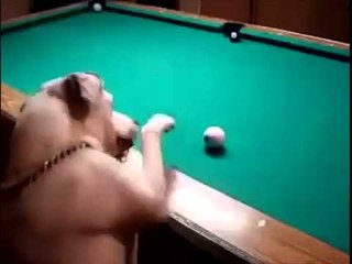 Smart Dog Playing Pool!