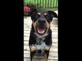 This dog has been taught to whisper!