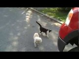 Cat helps blind dog to see where he's going
