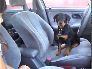 Girl Surprised With a Puppy is the Cutest Thing You’ll See All Week