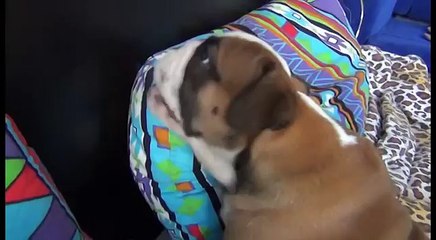 Ce bébé bulldog et son copain félin font les quatre cent coups  ensemble !