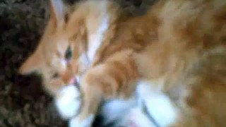 Cat Kicking Itself