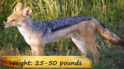 Top 10 Most Dangerous Wild Dogs in the World