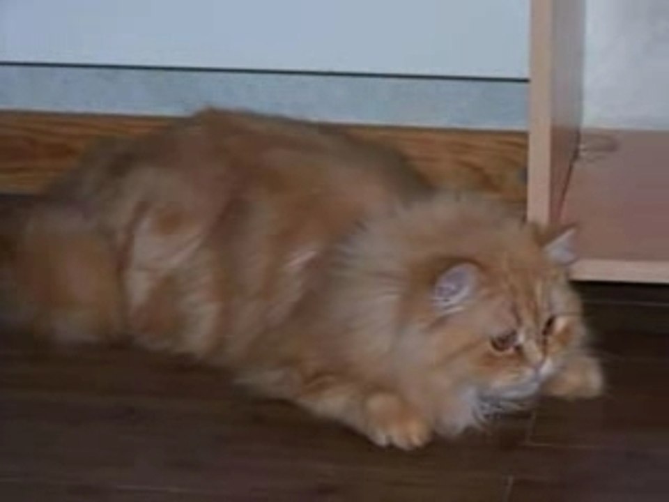 nos animaux