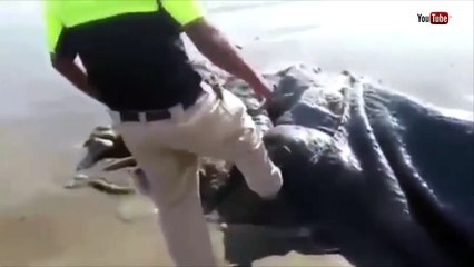 На пляж в Мексике выбросило тело непонятного морского существа