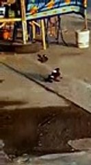 VID-20160213-WA0240_mpeg4