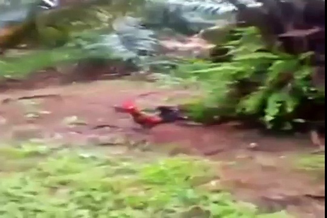 មាន់ជល់ khmer Cockfight 5