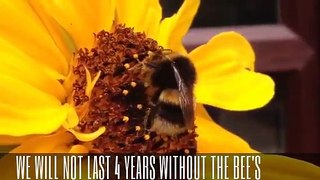 BEES ARE DYING IN THEIR MILLIONS WORLDWIDE