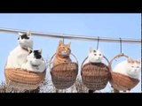 Cats and Baskets A Better Love Story Than Twilight !