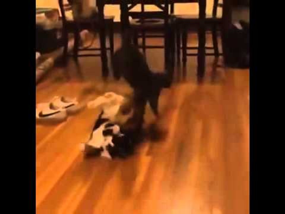 Cat’s attack with an impressive ninja flip move